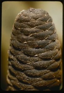 Image: Abies spiral.