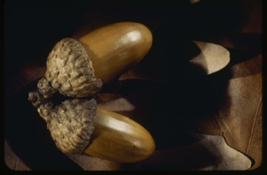 Image: Quercus alba, acorns.