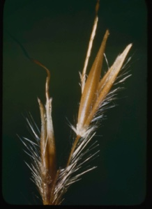 Image of Seed pod.