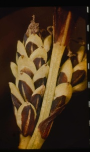Image of Seed pod [?].