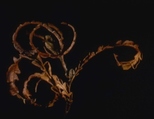 Image: Myrica asplenifolia