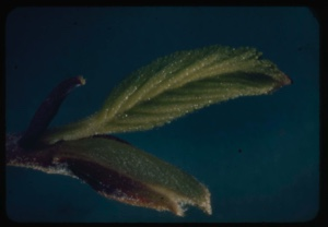 Image: Plicate vernation, almes showing.
