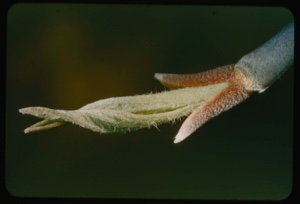 Image: Dogwood leaf bud.