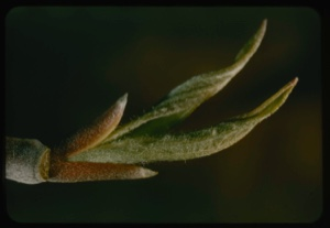 Image of Dogwood leaf bud.