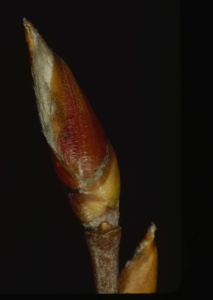 Image of Leaf bud.