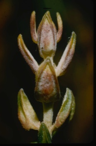 Image of Ledum buds.