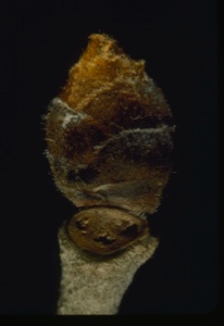 Image of ulmus rubra, slippery elm bud.