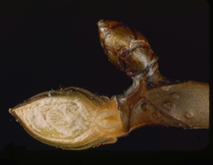 Image of Aesculus bud, cross-section.