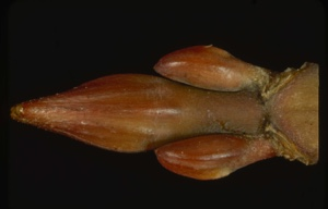 Image: Acer pennsylvanicum, striped maple bud.