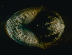Image of Ash bud, lateral.