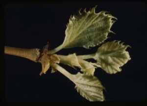 Image of Platanus occidentalis.