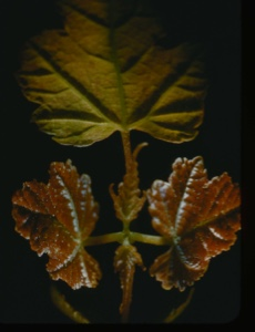 Image of Maple leaf, opening.