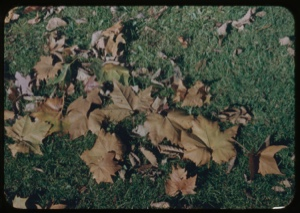 Image of Deciduous leaves under the sycamore.