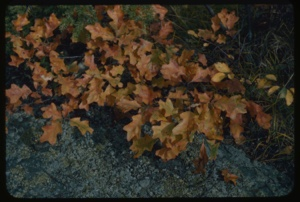 Image: Quercus ilicifolia.