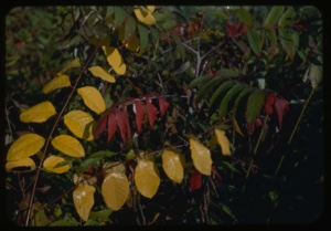 Image of Rhus globia, first fall foliage.