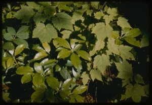 Image of Viburnum gunfolia, kalmia and Aralia in sunspot.