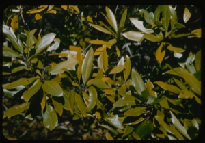 Image of Magnolia virginiana.