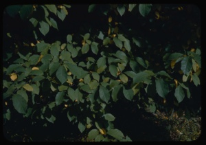 Image of Spice bush.