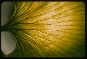Image: Gingko leaf veins