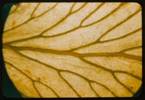 Image of Leaf veins.