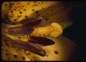 Image: Lilium canadensis,