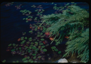 Image: Port Oxford cedar and liliy pods;