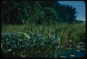 Image: Old glacial pond plants and trees,