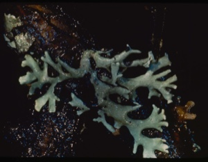 Image: Lichen.