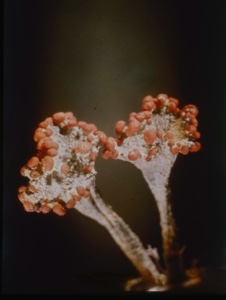 Image of Lichen[?].