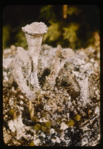 Image: Cladonia lichen.