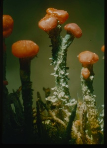 Image of Cladonia cristatella.