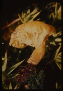 Image: Greenland mushroom.