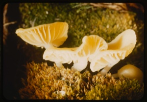 Image: Mushroom,