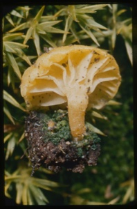 Image: Mushroom.