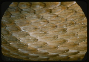 Image: Snake skin pattern.