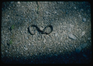 Image of Milk snake.