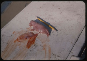 Image of Walrus fetus aboard The Bowdoin.