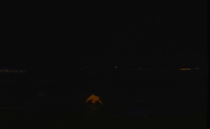 Image: Polar bear at night.