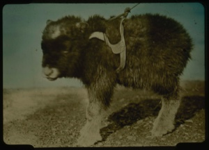 Image: Musk-ox calf in harness.