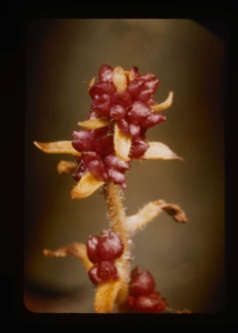 Image of Saxifraga cernua, bulbits and tip