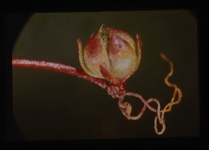 Image: Saxifraga flagellaris, bulbil