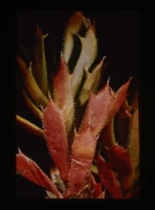 Image of Saxifraga leaves