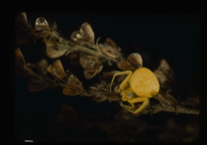 Image of Yellow spider on veronica hearts.