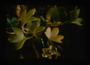 Image of Saxifraga rivularis