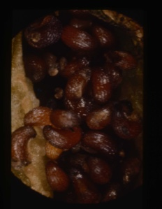Image of Poppy Seeds