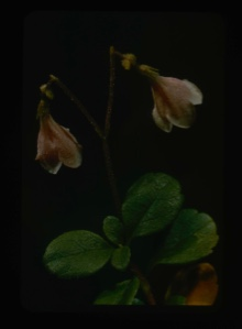 Image: Linnaea borealis, twin flower