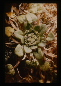 Image of Leaf rosette, grey green