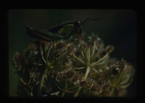Image of Grasshopper on Donius [?].