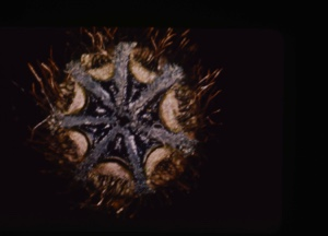Image of Poppy Seeds in capsule