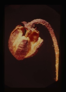Image: Ledum groenlandicum, capsule